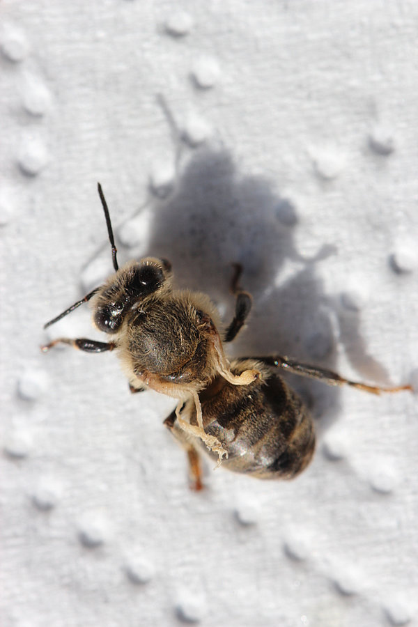 DWW Biene mit Milbe