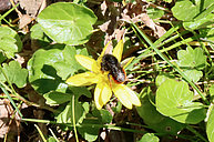Schneckenhaus-Mauerbiene, Osmia bicolor