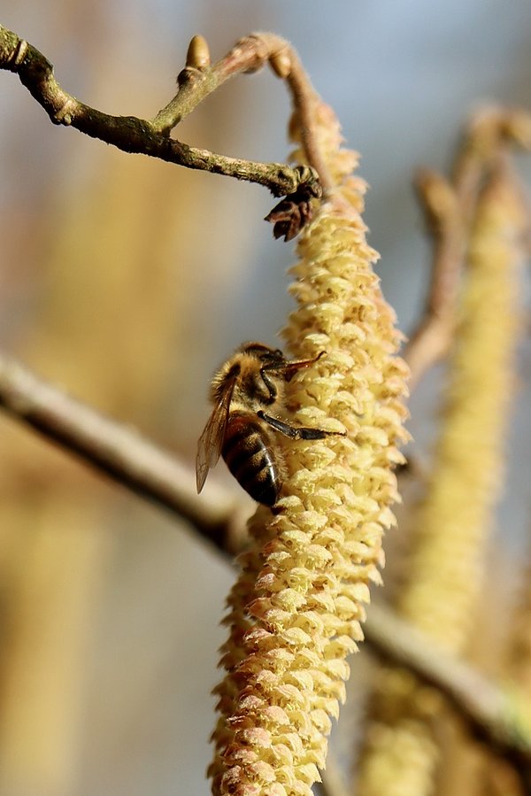 Hasel mit Biene, die Pollen sucht