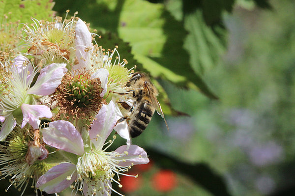 Honigbiene auf Brommbeerblüte