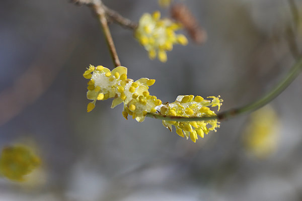 Blüte der Kornelkirsche, Cornus mas, im Schnee