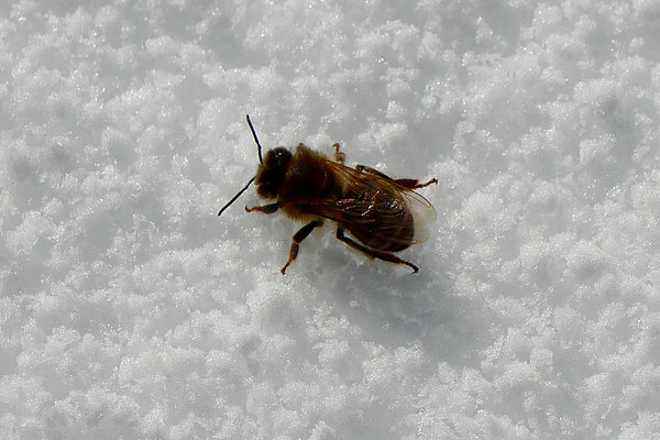 Biene im Schnee